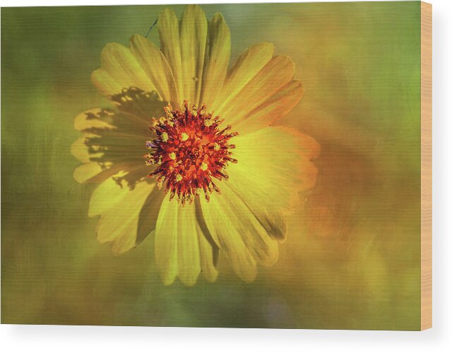 Flower Wood Print featuring the photograph Black-eyed Susan #2 by Peggy Blackwell
