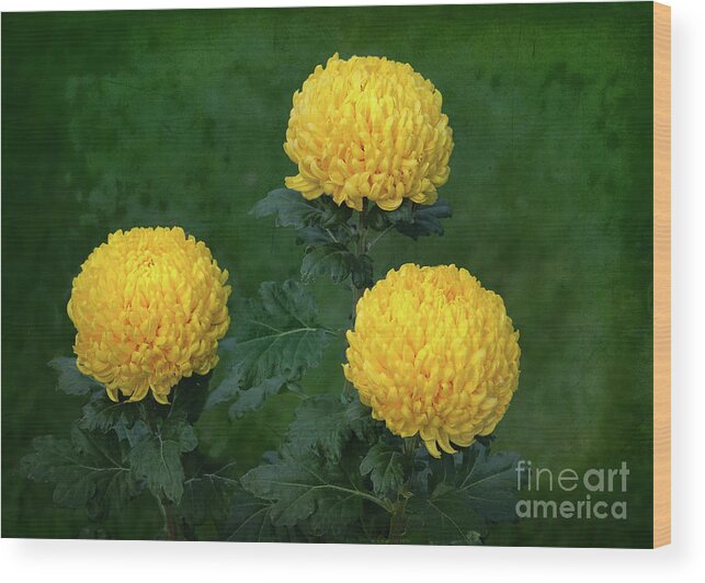 Flowers Wood Print featuring the photograph Chrysanthemum 'Derek Bircumshaw' by Ann Jacobson