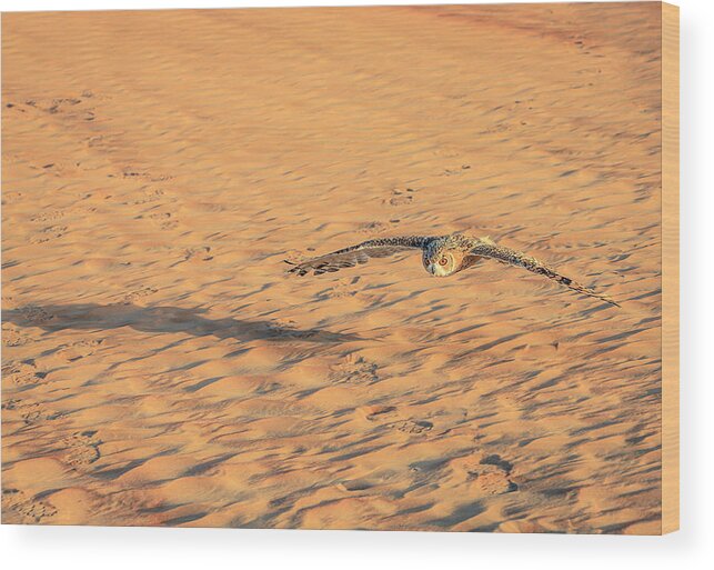 Dubai Wood Print featuring the photograph Desert Eagle Owl #2 by Alexey Stiop