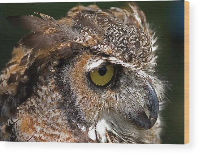 Great Horned Owl Wood Print featuring the photograph Great Horned Owl #2 by JT Lewis
