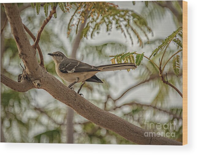 Arizona Wood Print featuring the photograph Mockingbird #1 by Robert Bales