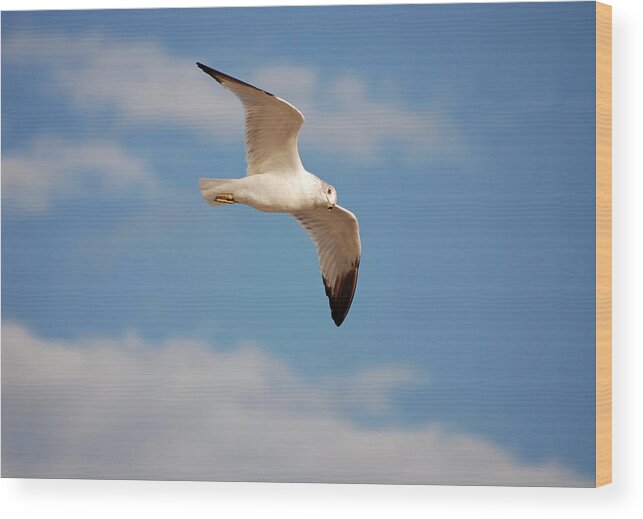 Seagulls Wood Print featuring the photograph 2- Seagull by Joseph Keane