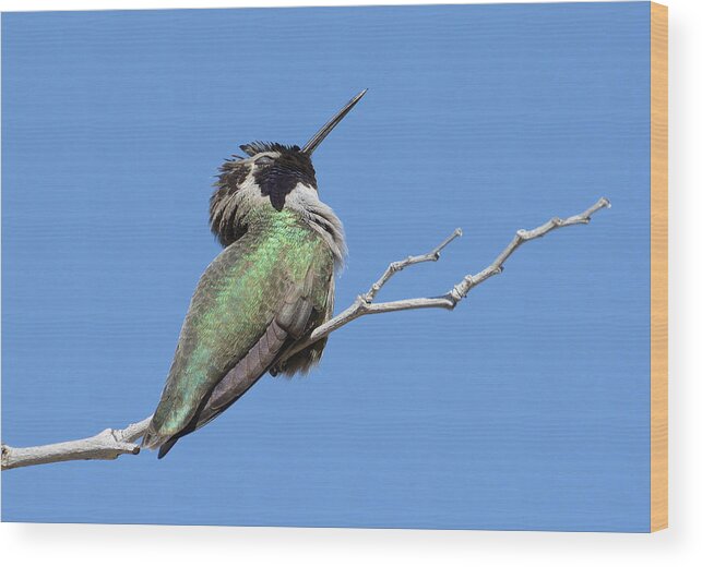 Costa's Hummingbird Wood Print featuring the photograph Sleeping Beauty #2 by Fraida Gutovich