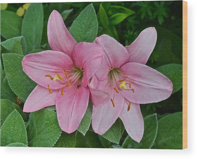 Asiatic Lilies Wood Print featuring the photograph 2015 Summer at the Garden Pink Lilies 1 by Janis Senungetuk