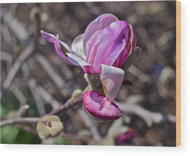 Magnolia Wood Print featuring the photograph 2016 Early Spring Loebner Magnolia 2 by Janis Senungetuk