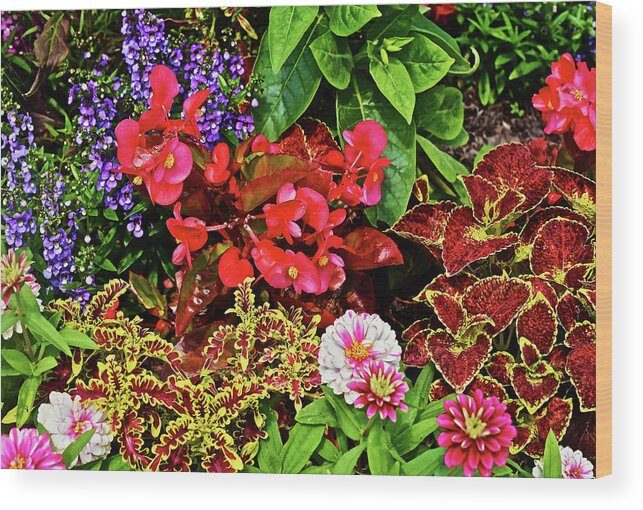 Begonia Wood Print featuring the photograph 2017 Mid July at the Gardens Begonia and Coleus by Janis Senungetuk