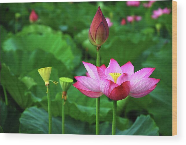 Lotus Wood Print featuring the photograph Blossoming lotus flower closeup #22 by Carl Ning