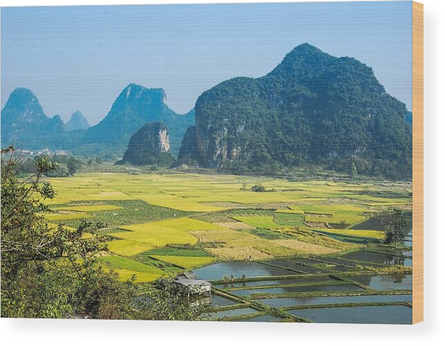 Rice Wood Print featuring the photograph Rice fields scenery in autumn #24 by Carl Ning