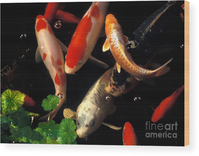 Koi Wood Print featuring the photograph The Koi Pond #26 by Marc Bittan