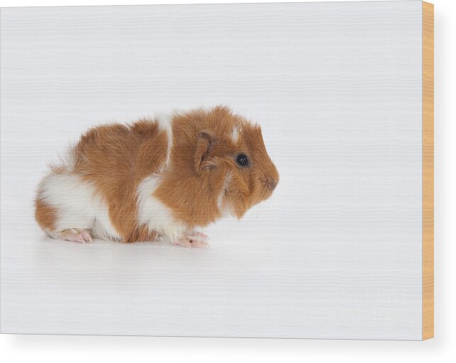 Abyssinian Guinea Pig Wood Print featuring the photograph Abyssinian Guinea Pig #3 by Anthony Totah