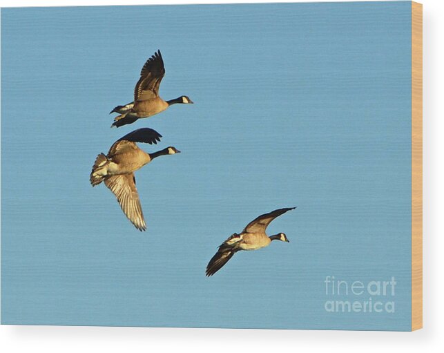 3 Geese Wood Print featuring the photograph 3 Geese in Flight by Cindy Schneider