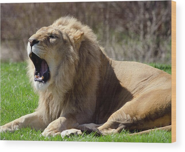 Lion Wood Print featuring the photograph Lion #2 by JT Lewis