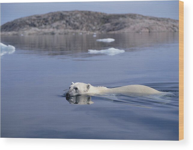Mp Wood Print featuring the photograph Polar Bear Swimming Wager Bay Canada #3 by Flip Nicklin