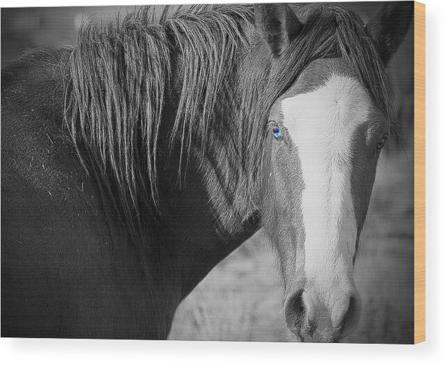 Horses Wood Print featuring the photograph Wild Mustang Horse #1 by Waterdancer 