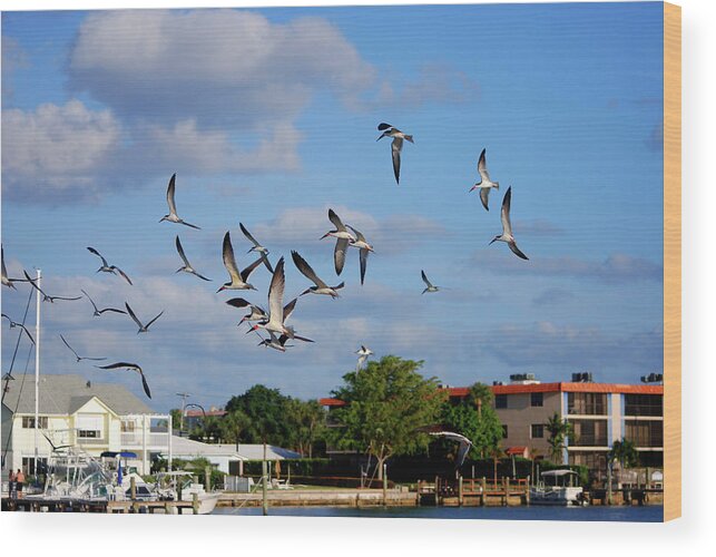 Black Wood Print featuring the photograph 4- Black Skimmers by Joseph Keane