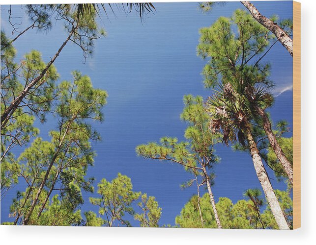  Cypress Trees Wood Print featuring the photograph 4- Cypress Trees by Joseph Keane