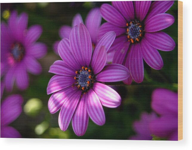 Flower Wood Print featuring the photograph Flower Series #4 by Craig Incardone