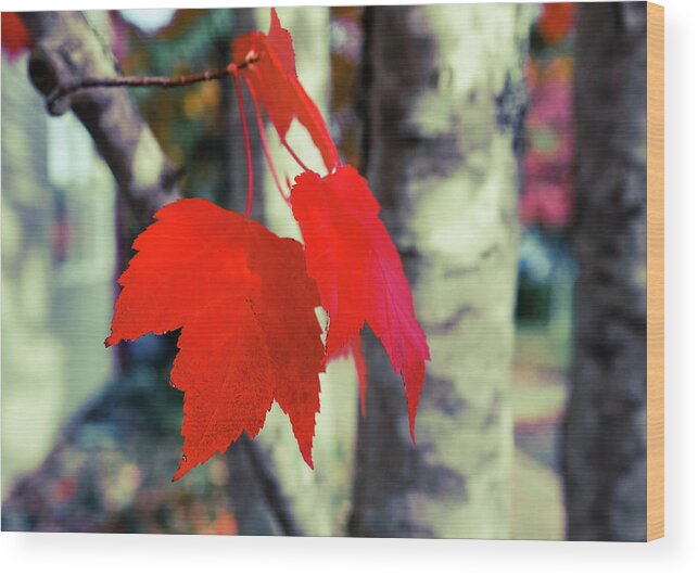Art Wood Print featuring the photograph Red #4 by Ronda Broatch