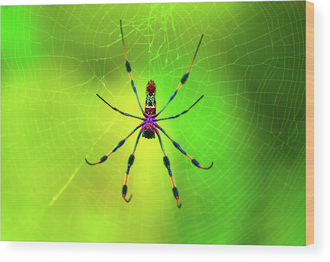 Banana Spider Wood Print featuring the digital art 42- Come Closer by Joseph Keane