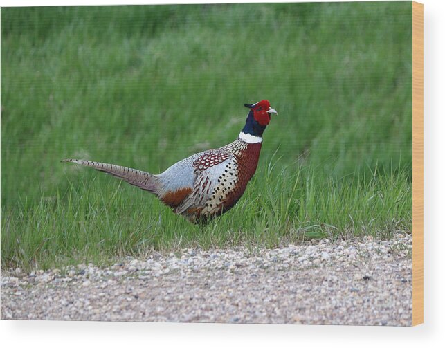 Rooster Wood Print featuring the photograph Rooster Pheasant #5 by Lori Tordsen