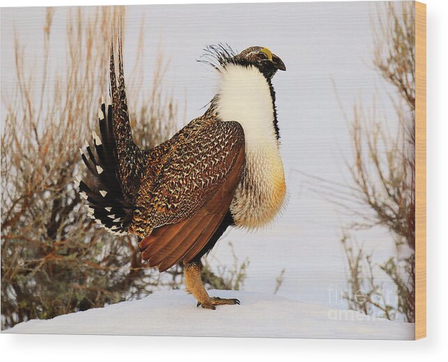 Bird Wood Print featuring the photograph Sage Grouse by Dennis Hammer