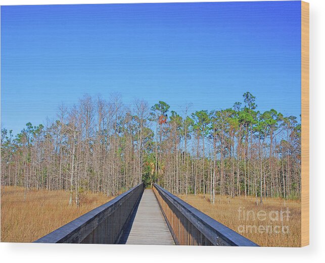 Grassy Waters Preserve Wood Print featuring the photograph 6- Follow Me by Joseph Keane