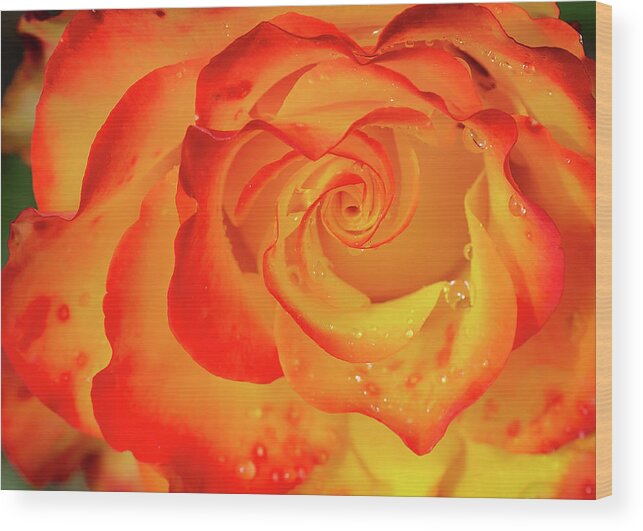 Nature Wood Print featuring the photograph Rose Beauty #7 by Shirley Mitchell