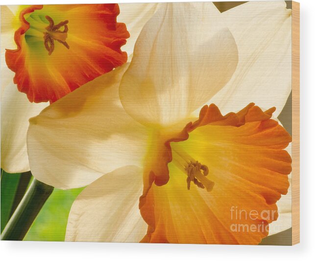Oregon Wood Print featuring the photograph A Full Frame Of Daffy's by Nick Boren