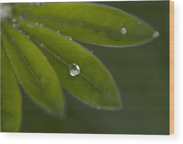 Rain Drop Wood Print featuring the photograph A Gift by Rebecca Cozart