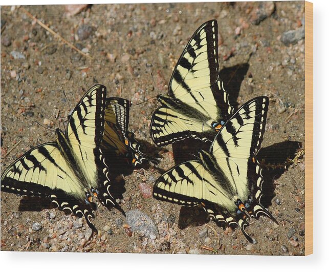Papilio Canadensis Wood Print featuring the photograph A Kaleidoscope of Swallowtails by David Pickett