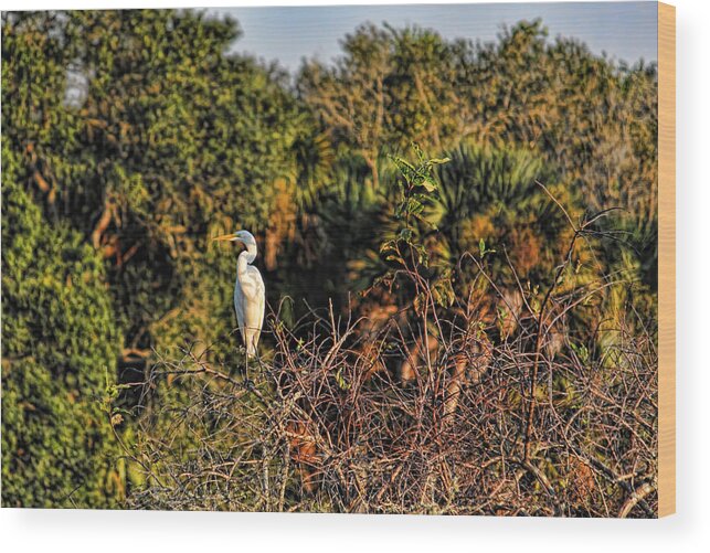 Myakka River State Park Wood Print featuring the photograph A Land Called Myakka 6 by HH Photography of Florida