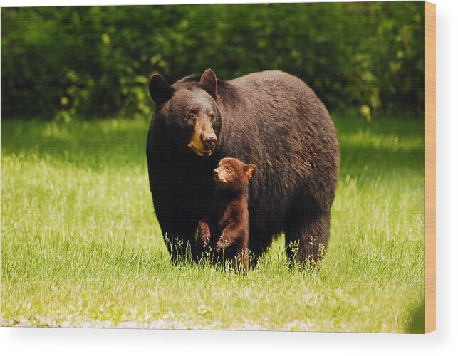 Black Bear Wood Print featuring the photograph A Mothers Joy by Lori Tambakis