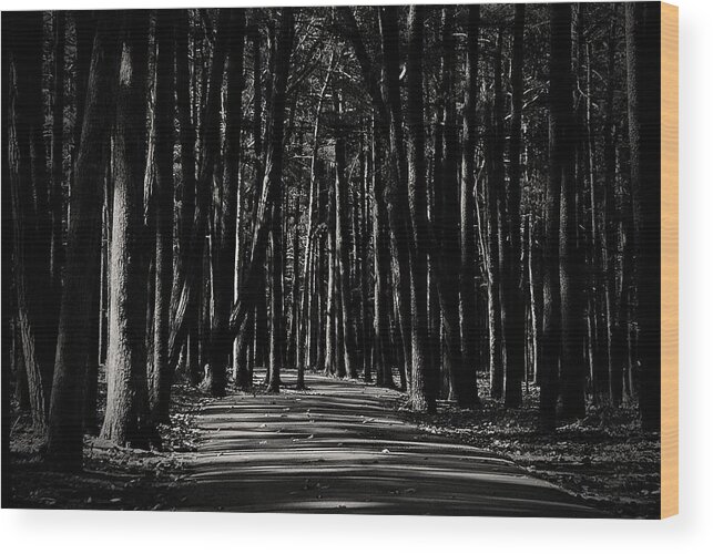 Nature Wood Print featuring the photograph A Path into Light and Darkness by Angie Tirado