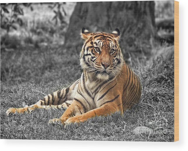 Large Tiger Approaching Wood Print featuring the photograph A Tiger Relaxing on a Cool Afternoon II by Jim Fitzpatrick