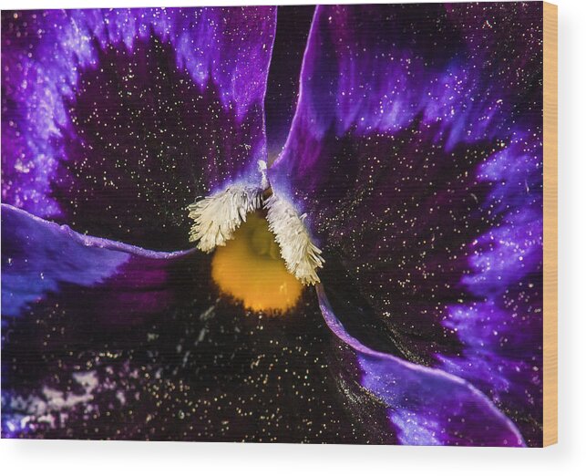 Pansy Wood Print featuring the photograph A Universe in a Pansy by Jim Moore