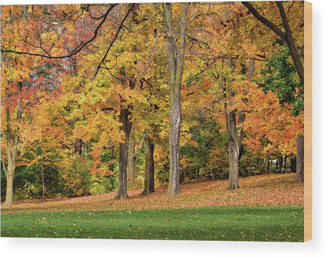 Scenery Wood Print featuring the photograph A Wonderful Walk in the Park by Maria Keady