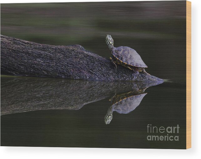 Water Wood Print featuring the photograph Abstract Turtle by Douglas Stucky