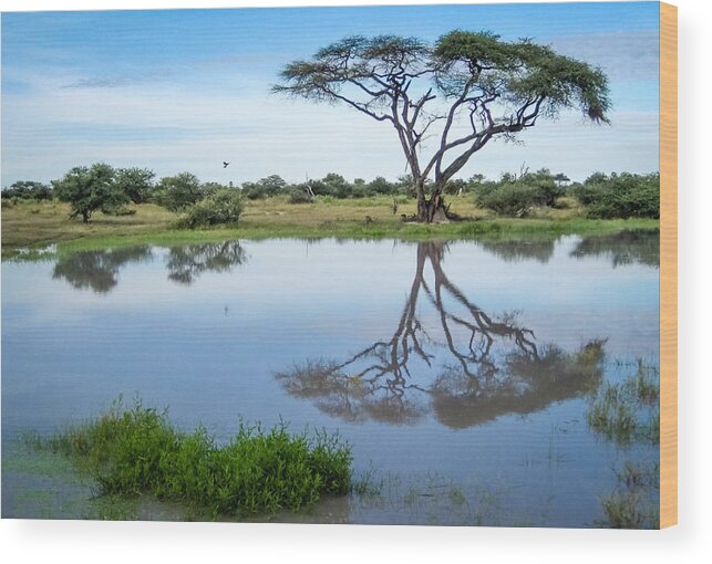 1 Pid Color Open Wood Print featuring the photograph Acacia Tree Reflection by Gregory Daley MPSA