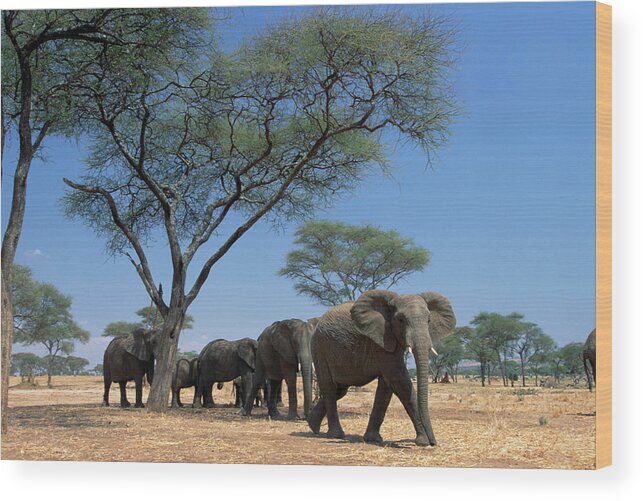 Mp Wood Print featuring the photograph African Elephant Loxodonta Africana by Gerry Ellis