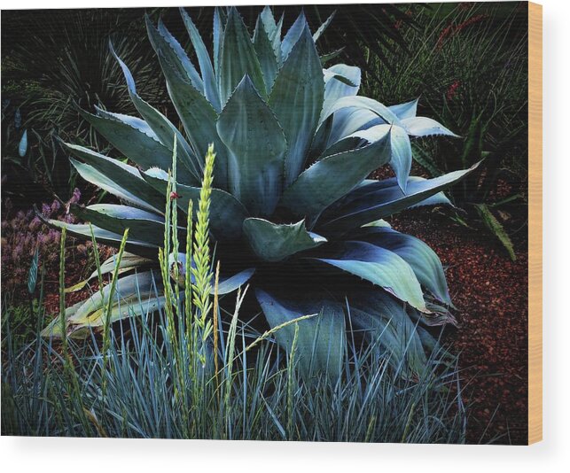 Maguey Plant Wood Print featuring the photograph Agave Americana by Diana Mary Sharpton