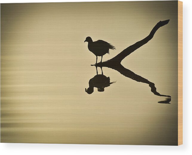 Bird Silhouette Wood Print featuring the photograph All By Myself by Carolyn Marshall