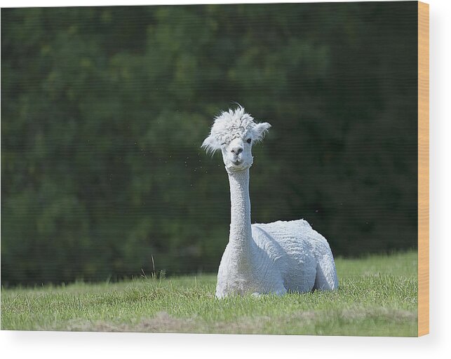 England Wood Print featuring the photograph Alpaca by Gouzel -