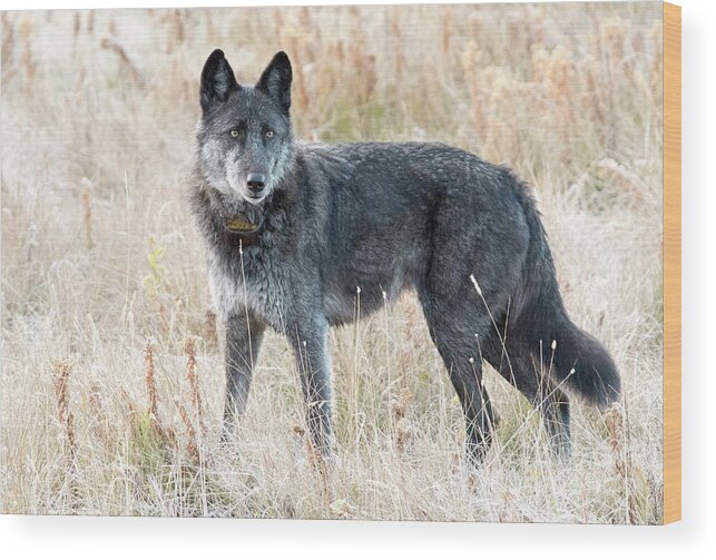 Wolf Wood Print featuring the photograph Alpha Female by Deby Dixon