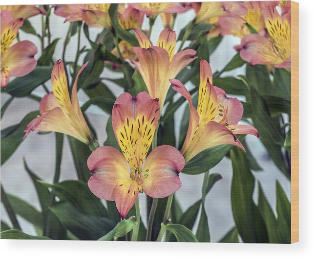 Flower Wood Print featuring the photograph Alstroemeria Blossoms by William Bitman