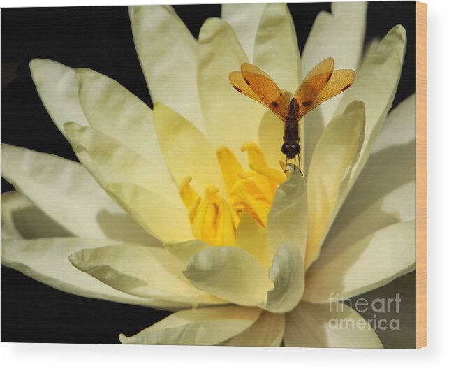 Dragonfly Wood Print featuring the photograph Amber Dragonfly Dancer Too by Sabrina L Ryan