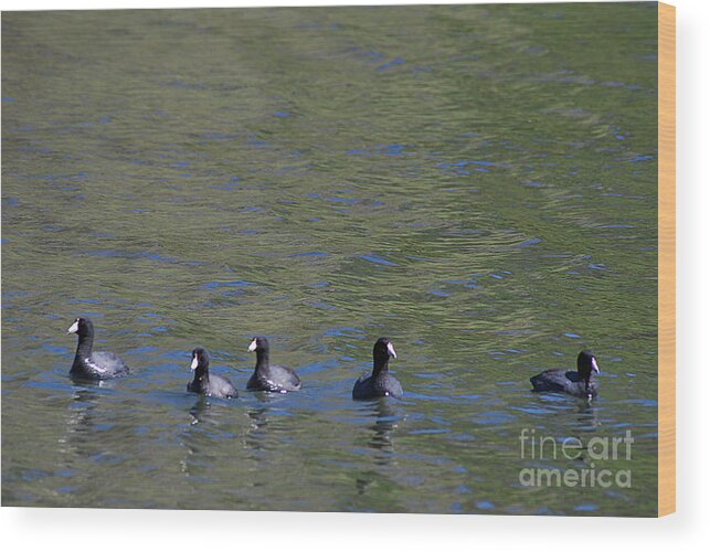 American Coots Wood Print featuring the photograph American Coots 20120405_280a by Tina Hopkins