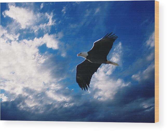 American Bald Eagle Wood Print featuring the digital art American Eagle by Steve Karol