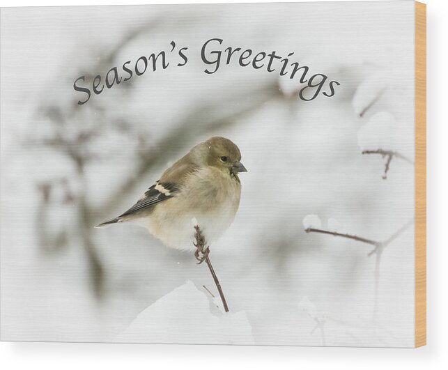 American Goldfinch Wood Print featuring the photograph American Goldfinch - Season's Greetings by Holden The Moment