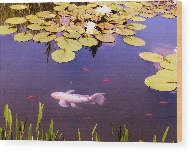 Fish Wood Print featuring the photograph Among The Lilies by Jan Amiss Photography
