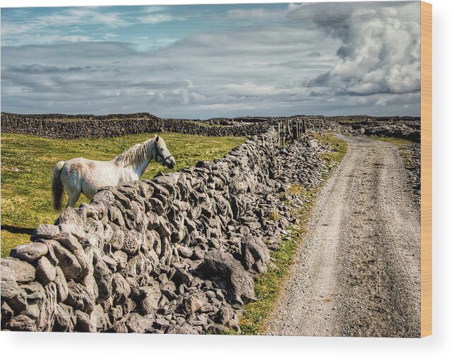 Aran Islands Wood Print featuring the photograph An Aran Horse by Natasha Bishop